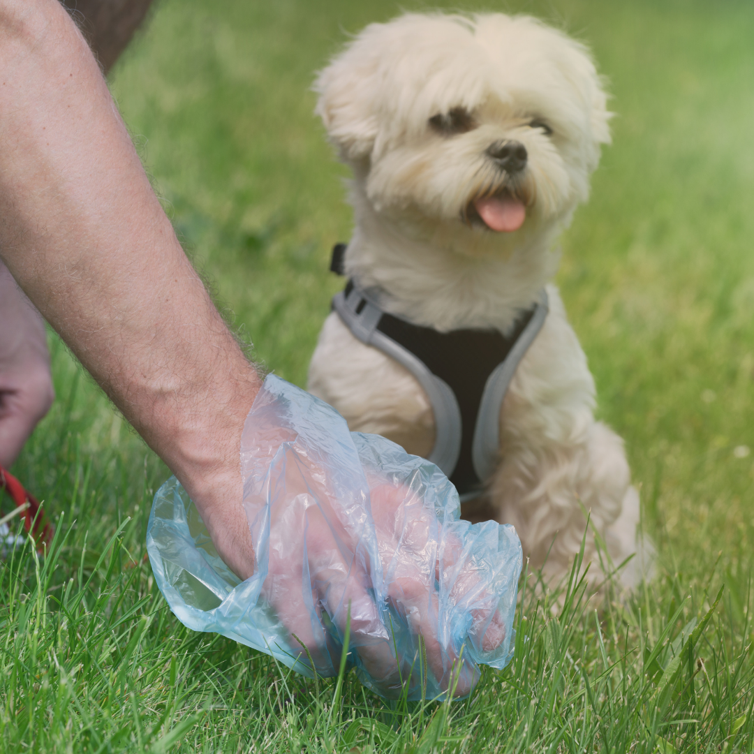 The Scoop on Your Dog's Poop Learn more and deepen your connection